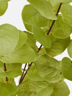 Sale Primark Faux Eucalyptus à Tige Unique Vert